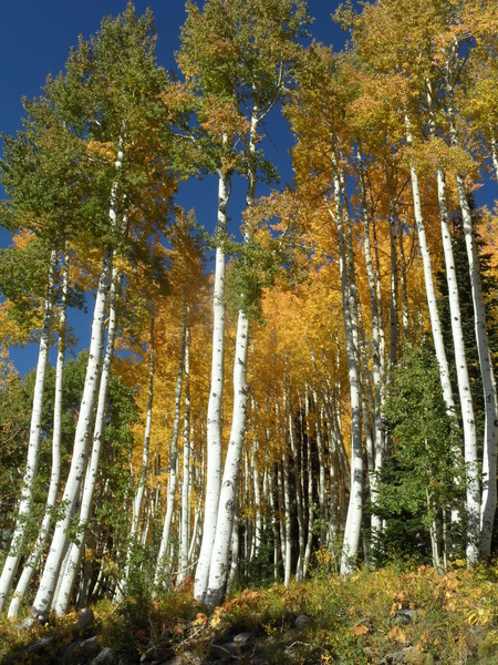 Click to sign up for free weather forecasts for Steamboat Springs!