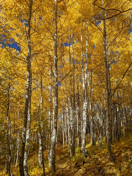 Click to sign up for free weather forecasts for Steamboat Springs!
